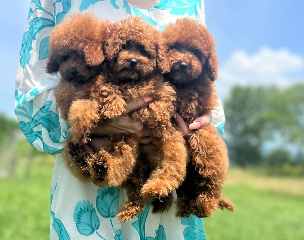 Sottobicchiere Con Barboncino Rosa Per Amanti Dei Cani – Sottobicchiere In Sughero Per Tazze Da Tè E Caffè – Regalo Originale Per Proprietari Di Cuccioli