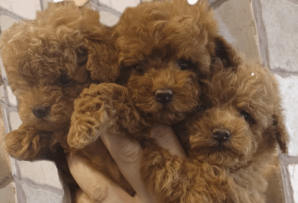 cuccioli barboncino