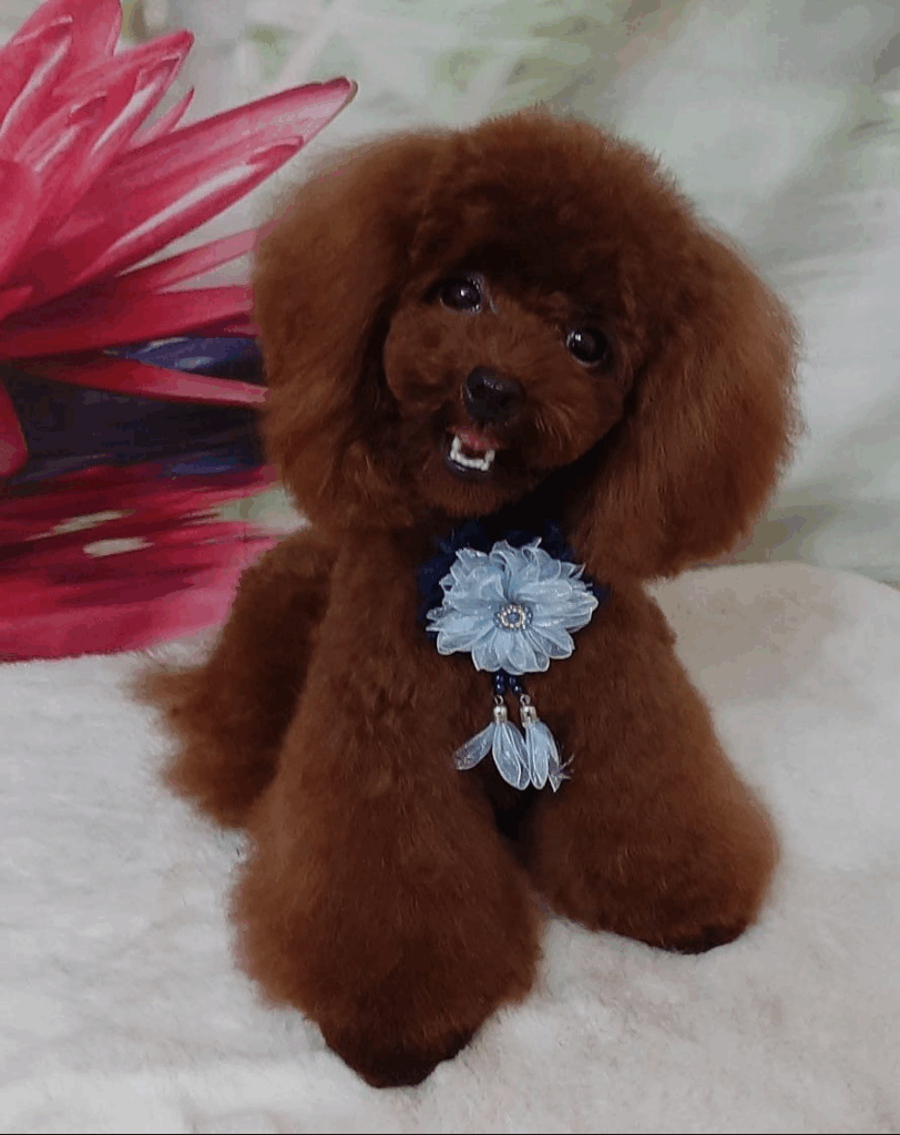 Gonna Barboncino In Feltro Rosso Fatta In Casa Taglia S/M - Lunghezza - Foto 10