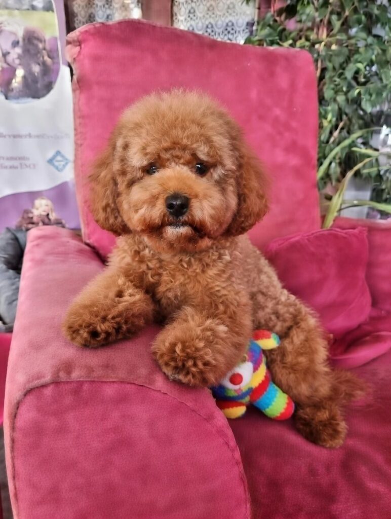 Cucciola barboncino toy