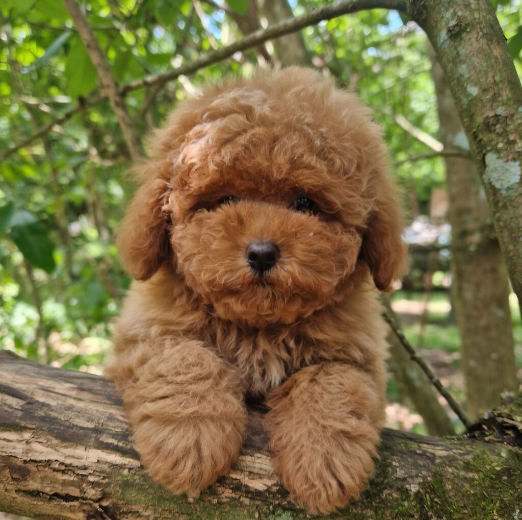 Cucciolo barboncino toy